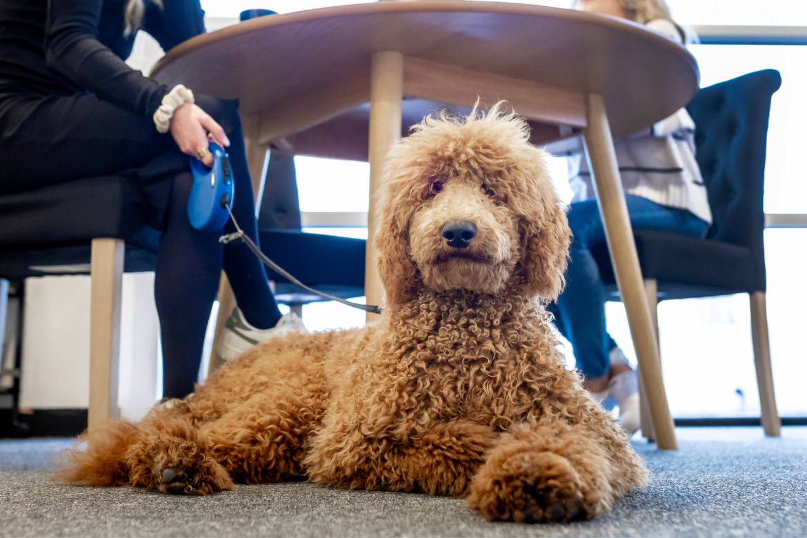 In an office meeting, a brown poodle sits attentively beside his owner, curly fur contrasting with the neutral tones. With an alert gaze at the camera, he epitomises the loyal presence of a dog in the office