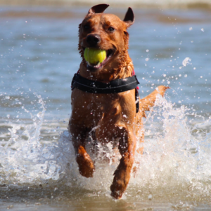 "A vibrant red fox Labrador, adorned with a red harness, exudes Pet Power as it joyfully runs through ocean waves with a tennis ball in its mouth, maintaining eye contact with the camera. The image captures the sheer vitality and enthusiasm of this energetic pet in its natural element."